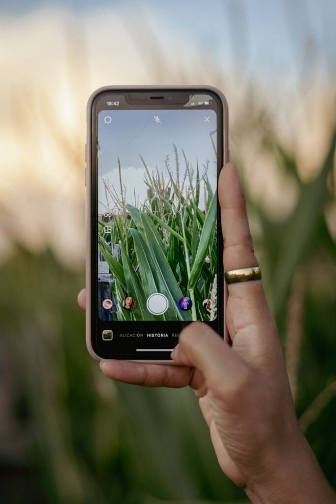 Person photographing cornfield using smartphone outdoors at sunset.