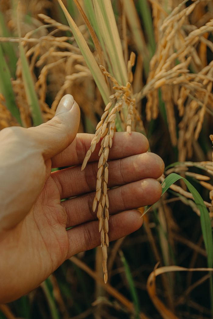About A hand gently holds wheat in a field, symbolizing agriculture and growth.