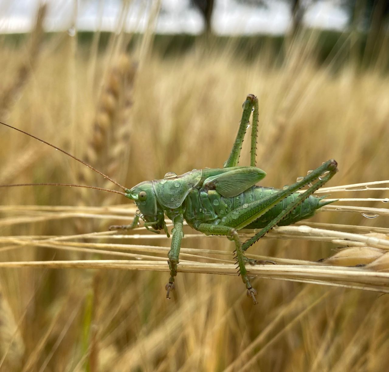 Services Macro shot of a green grasshopper perched on a wheat stalk in a golden field.