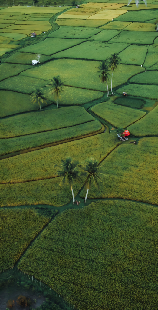 A stunning aerial shot of vibrant rice fields with palm trees in Yogyakarta, Indonesia.