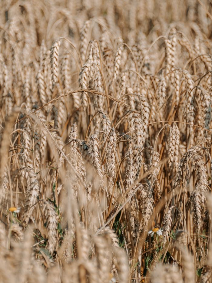 Services Close-up view of a golden wheat field ready for harvest under the summer sun.