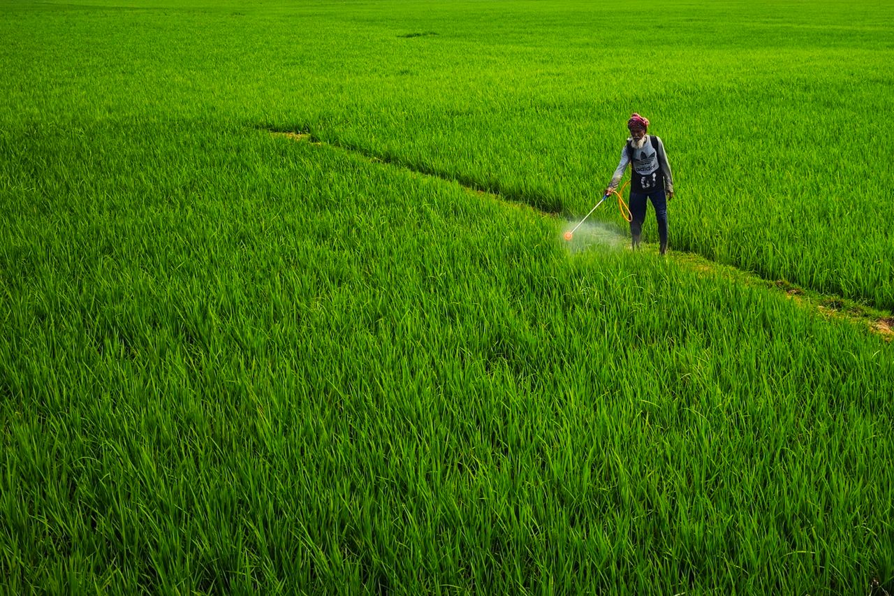 Services A farmer sprays pesticides in vibrant green rice fields in Bolpur, India, illustrating rural agriculture.